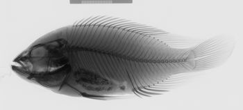 Media type: image;   Ichthyology 100525 Aspect: lateral,description